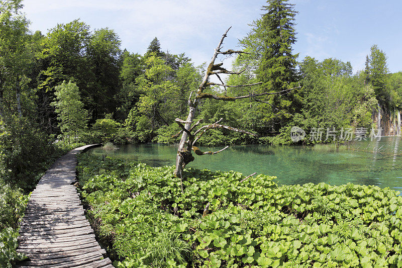 克罗地亚Plitvice，一条穿过森林池塘和枯树的木制小路