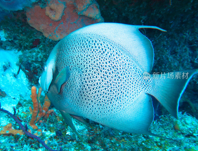 深海自然和海洋生物中的珍奇鱼类，加勒比海