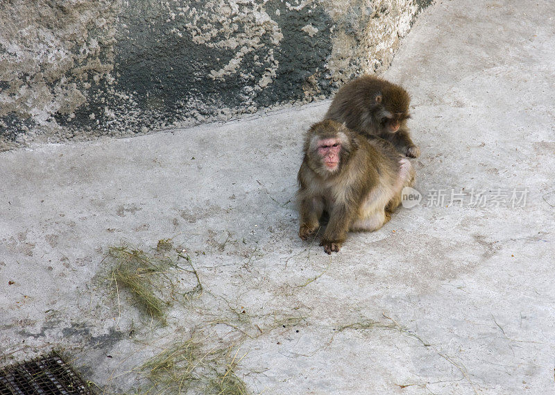 猴子是修饰