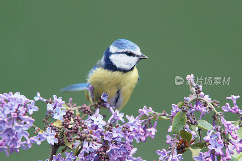 Bluetit上淡紫色