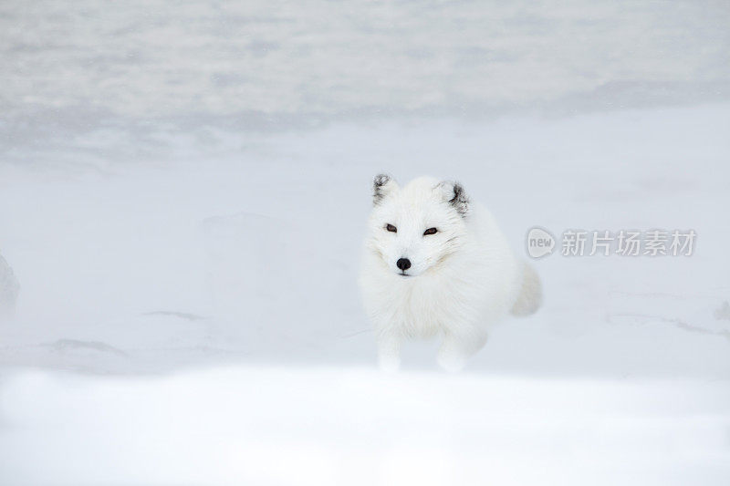 白色的北极狐在雪地里行走