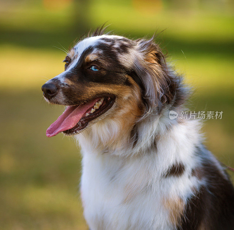 澳大利亚牧羊犬