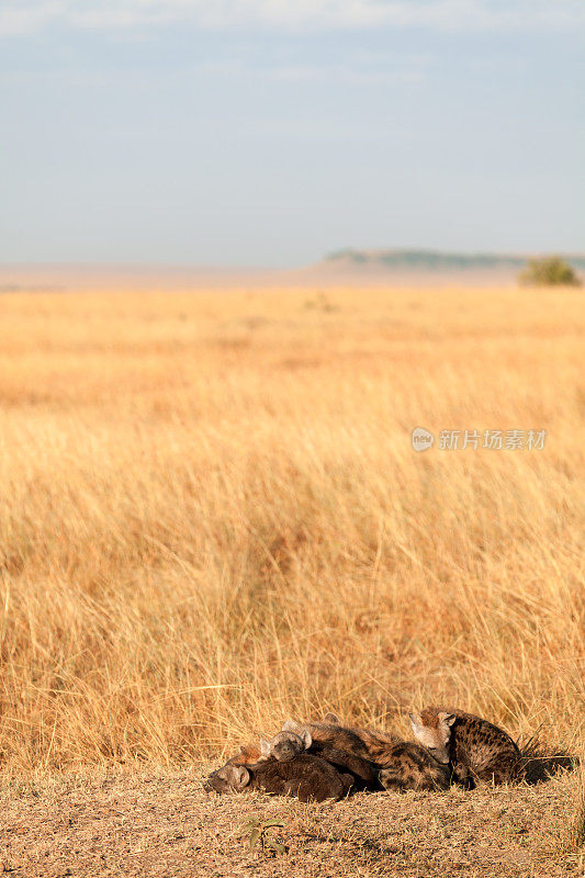 斑点鬣狗，马赛马拉