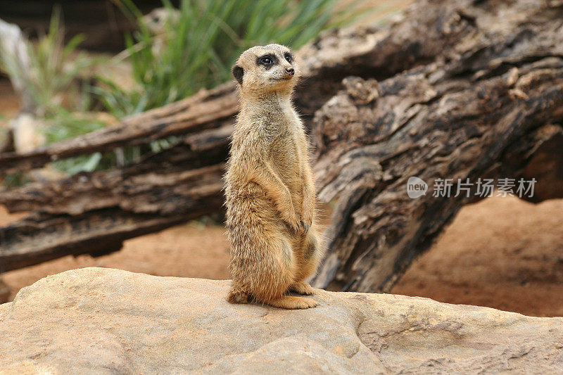 猫鼬suricate