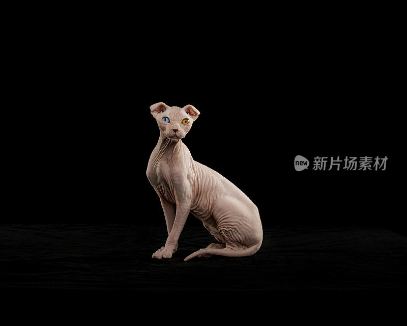 Sphynx猫