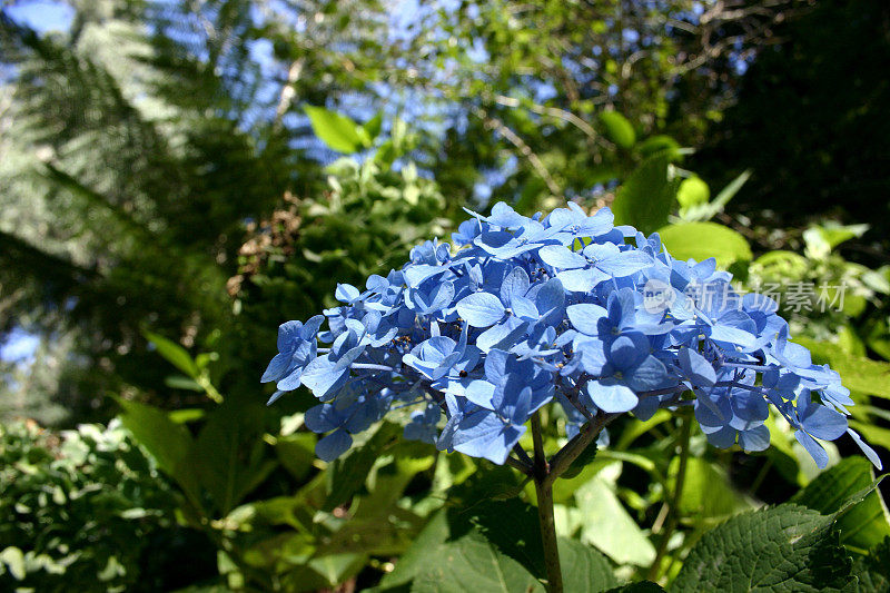 花园里的蓝绣球花