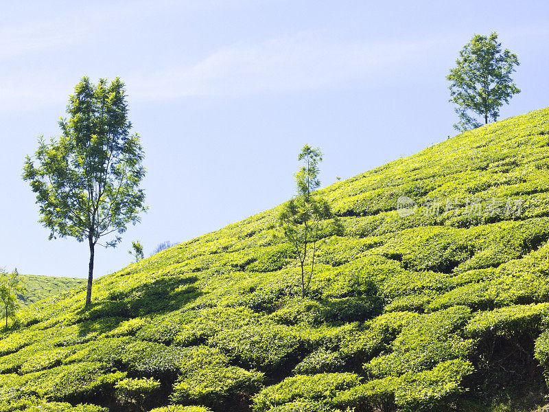 茶山