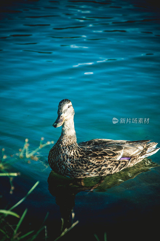 鸭子在湖里游泳，法国