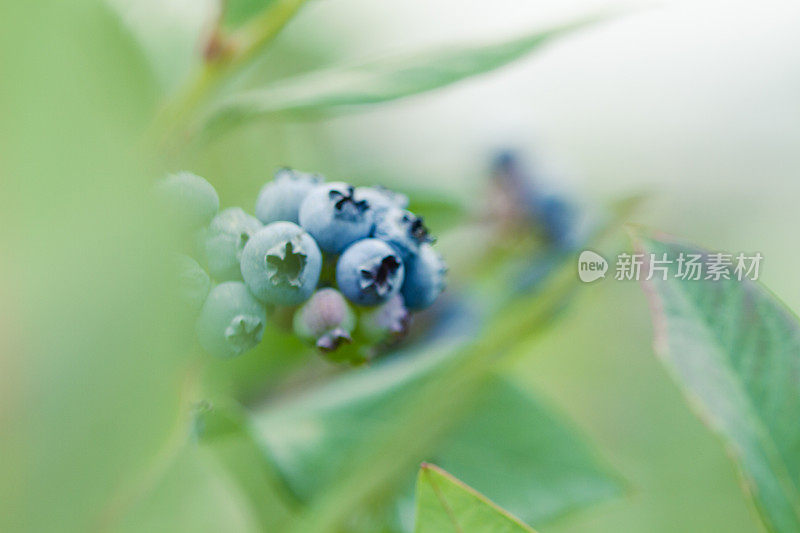 浆果农场里成熟的蓝莓。有选择性的重点