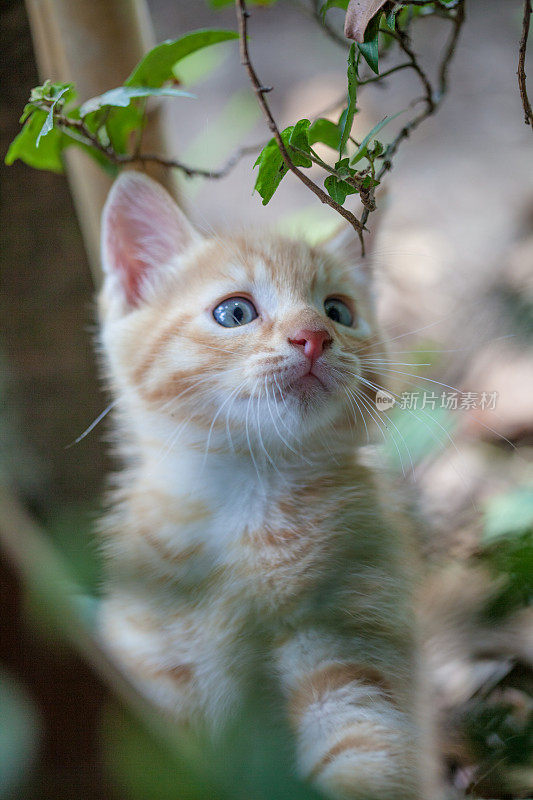 花园里的小猫