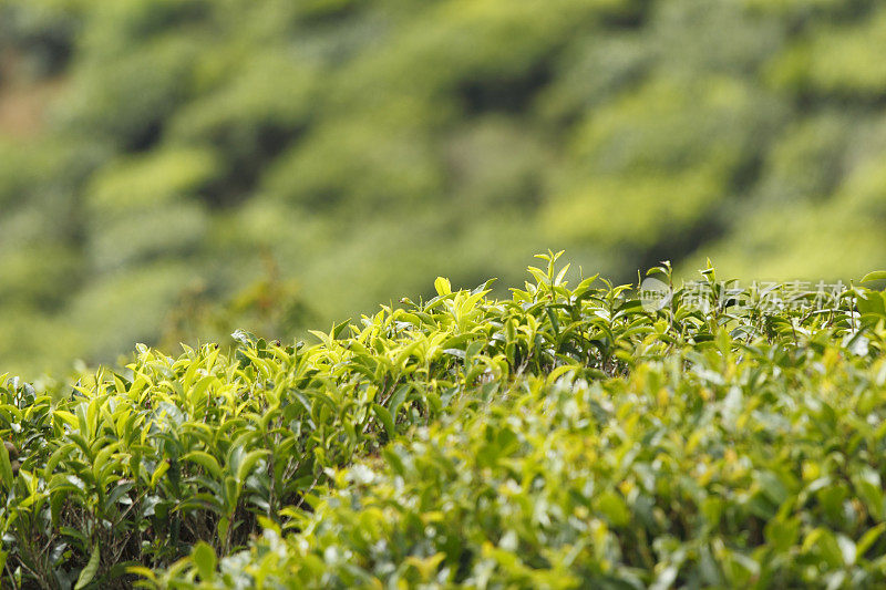 斯里兰卡种植的新鲜绿色锡兰茶叶