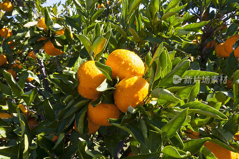 又熟又鲜的橘子挂在枝头