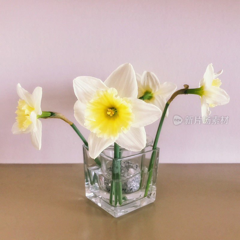 特写盛开的水仙花在一个小花瓶在春天