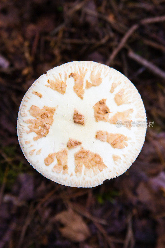 蘑菇的几何形状:白色蝇木耳蘑菇