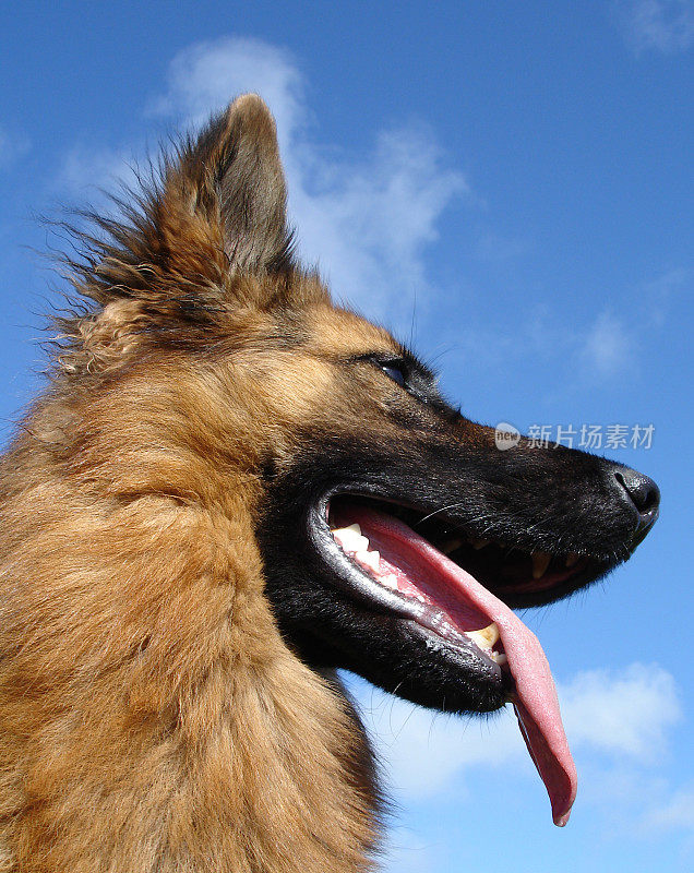 德国牧羊犬的肖像