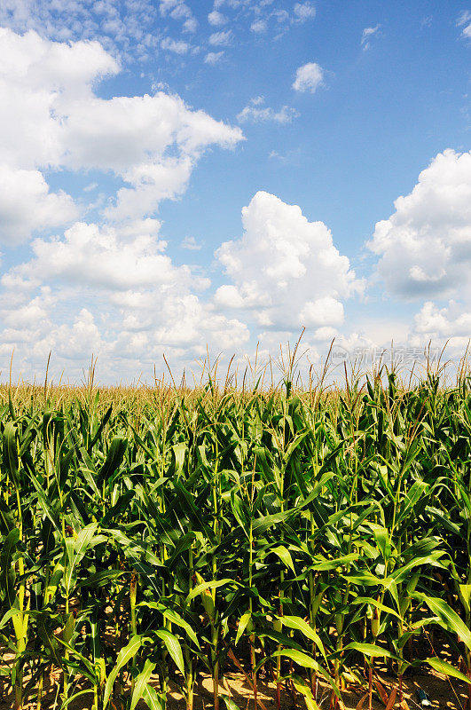 印第安纳农场夏天的玉米田和云朵