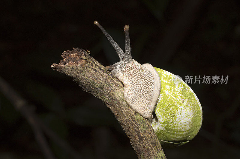 巨大的蜗牛爬上马达加斯加多管闲事的曼盖比岛的树枝