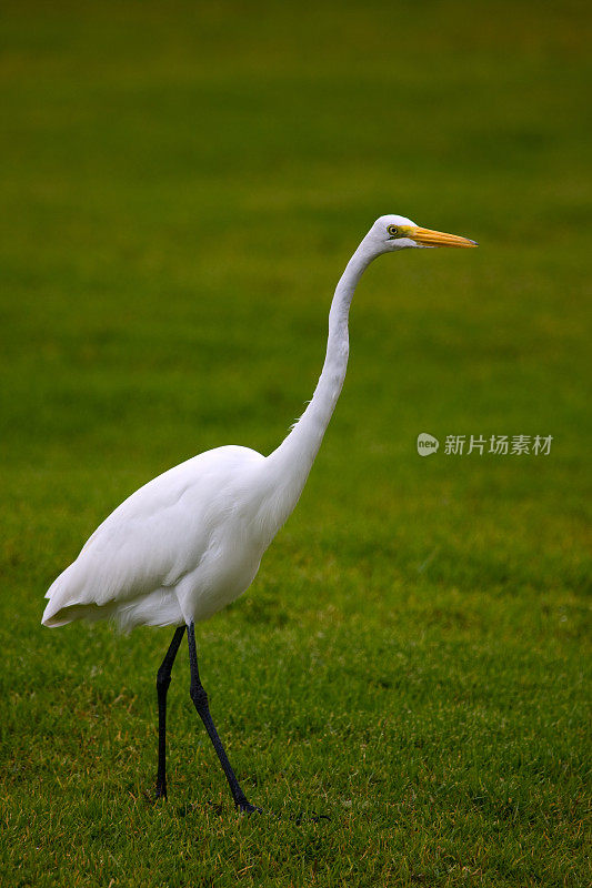 大白鲨白鹭