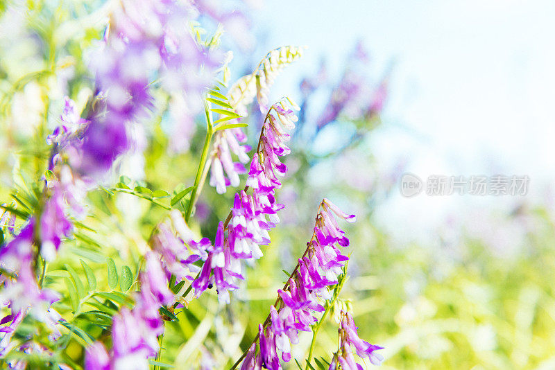 野花风景自然背景与复制空间日本长野