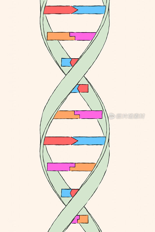 DNA分子结构XL