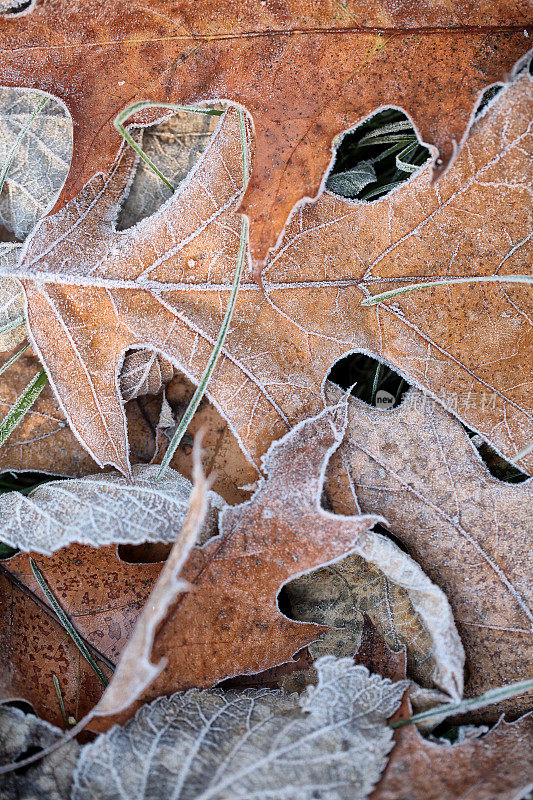 锈色的落叶覆盖着霜冻