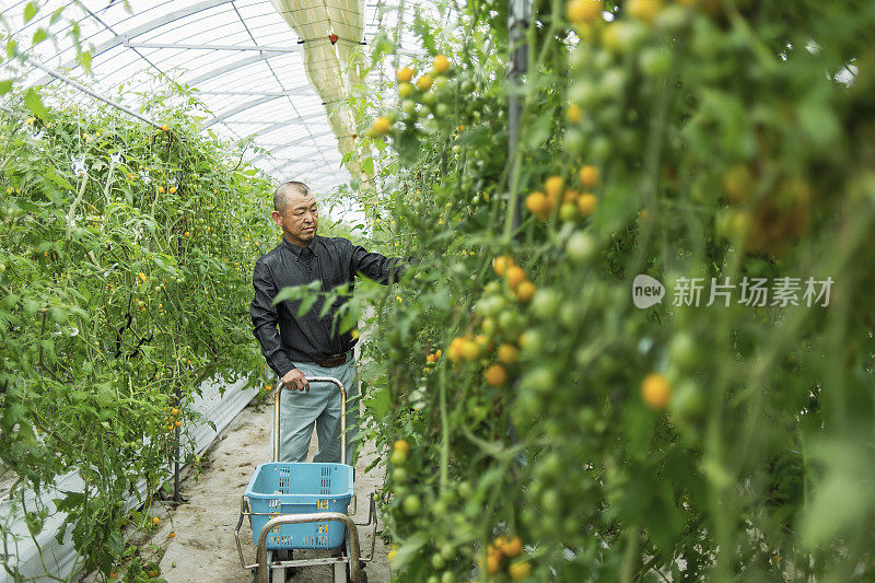 在温室里工作的成年农民