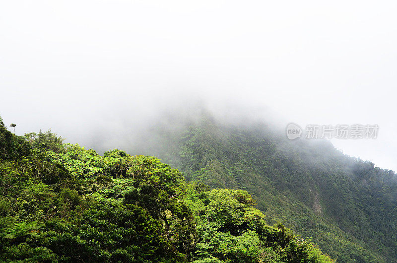 郁郁葱葱的薄雾雨林