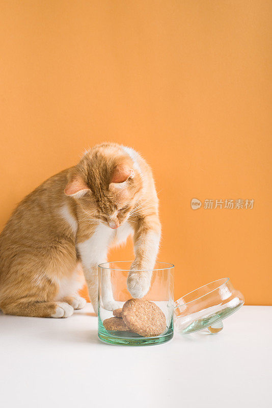 橙色虎斑猫从罐子里偷饼干