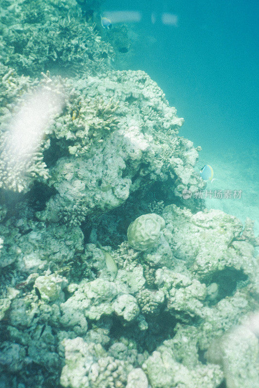海底的珊瑚，马尔代夫