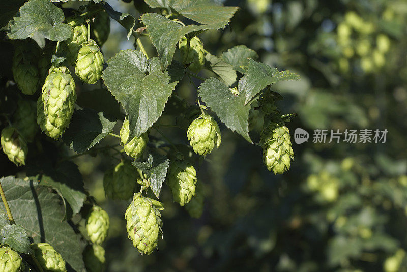 啤酒花的细节