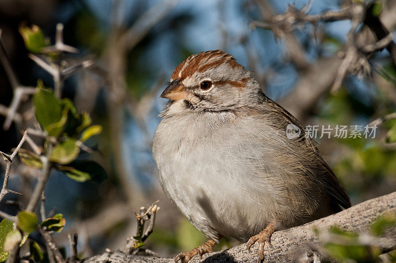 Rufous-Winged麻雀