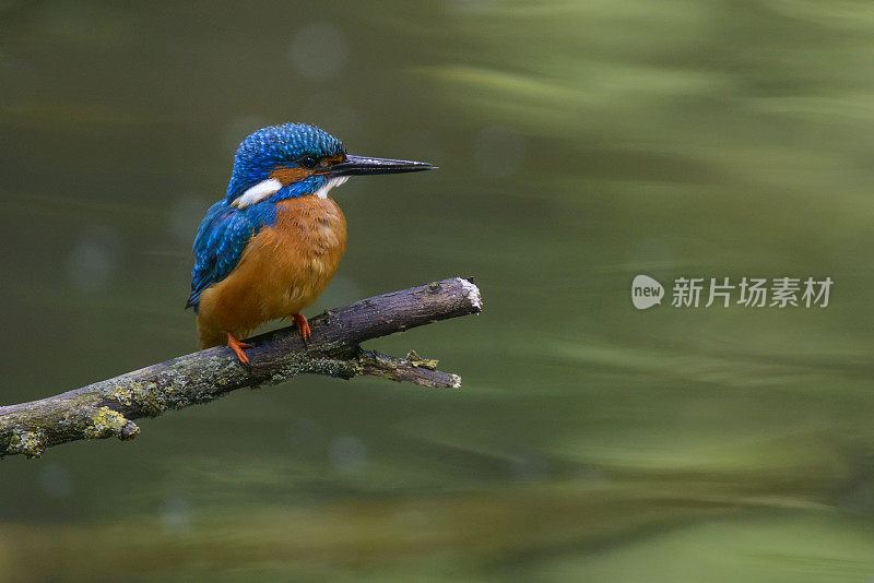 树枝上常见的翠鸟