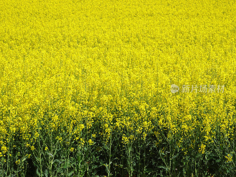 黄油菜籽油、油菜花(芸苔-甘蓝型)图像