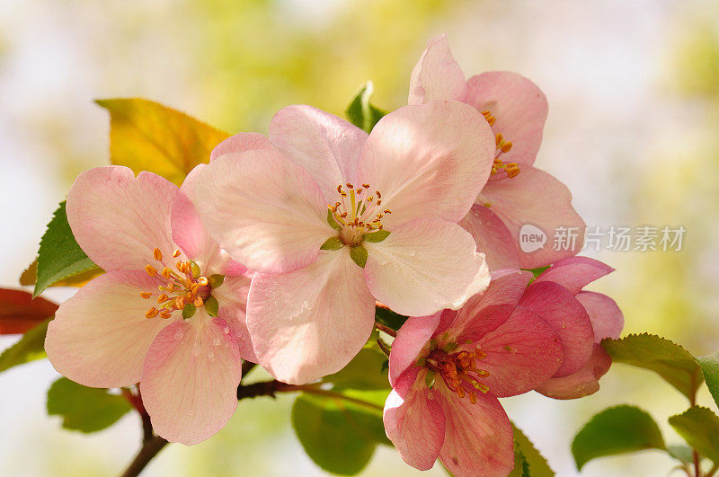 苹果花。