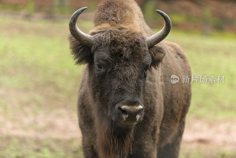 美洲野牛