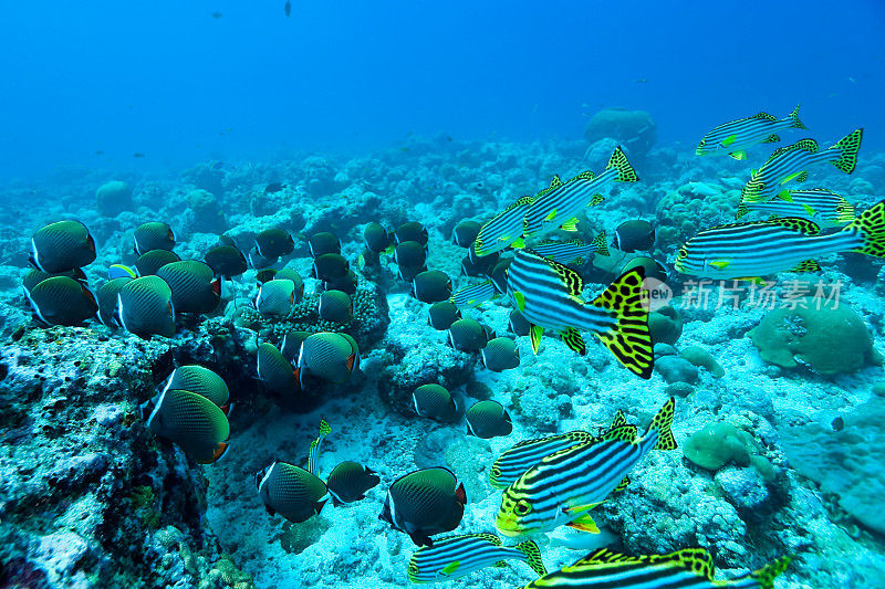 马尔代夫南马累环礁，红尾蝶鱼和东方甜鳍鱼群
