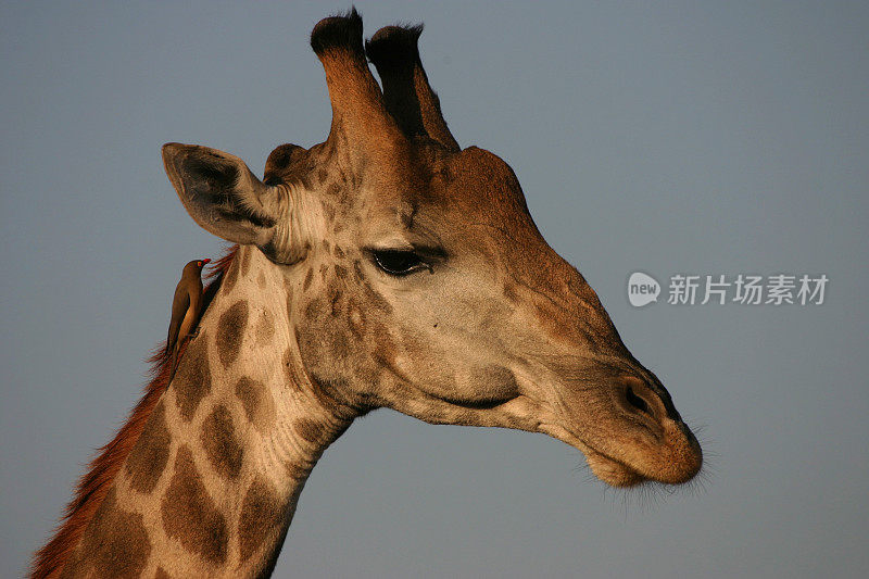 长颈鹿与oxpecker