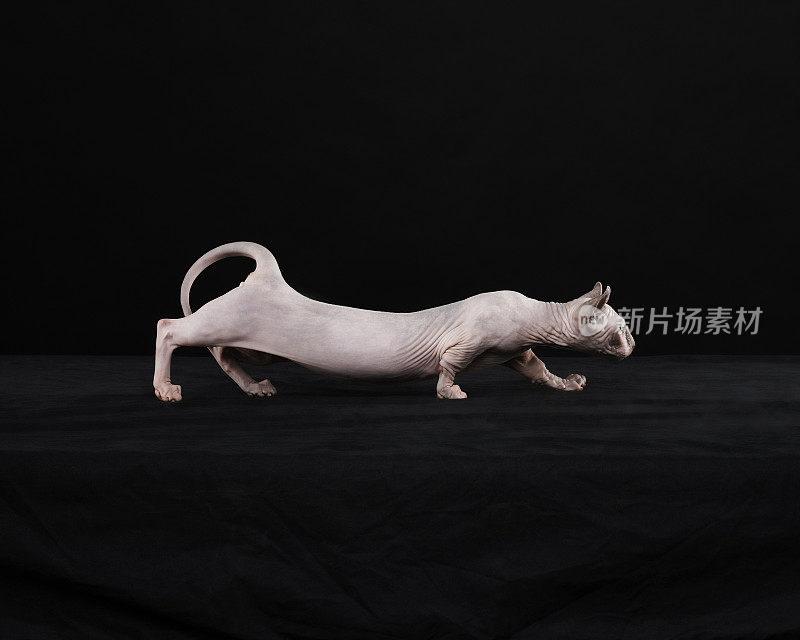 Sphynx猫