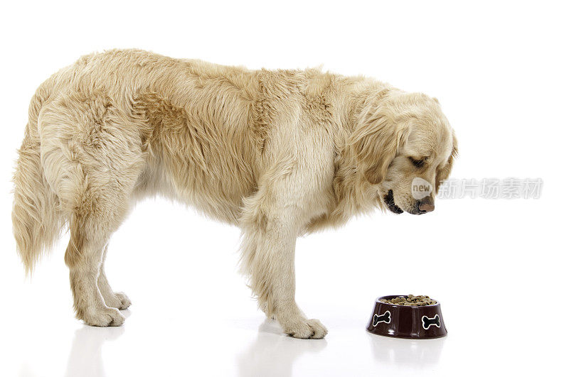 金毛猎犬与食物盘