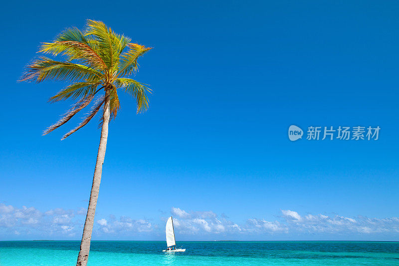 热带海滩，棕榈树，绿松石海水，夏天，帆船