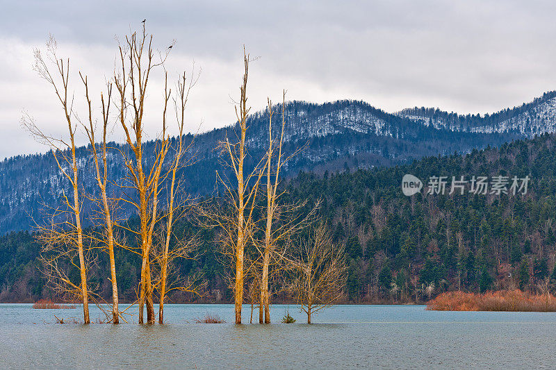 在斯洛维尼亚的塞雷尼卡洪水期间被破坏的杨树