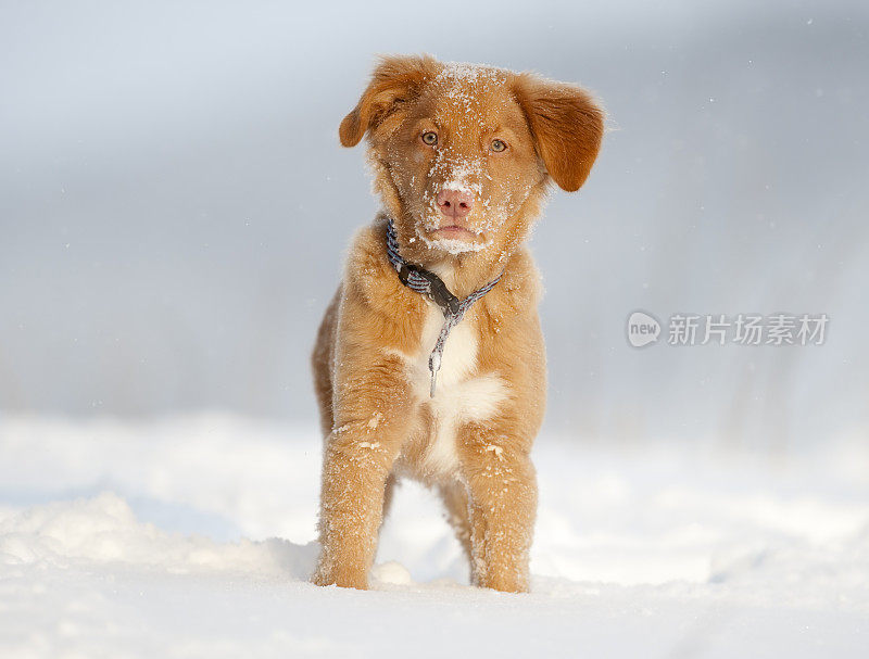 小狗在冬天的雪地里