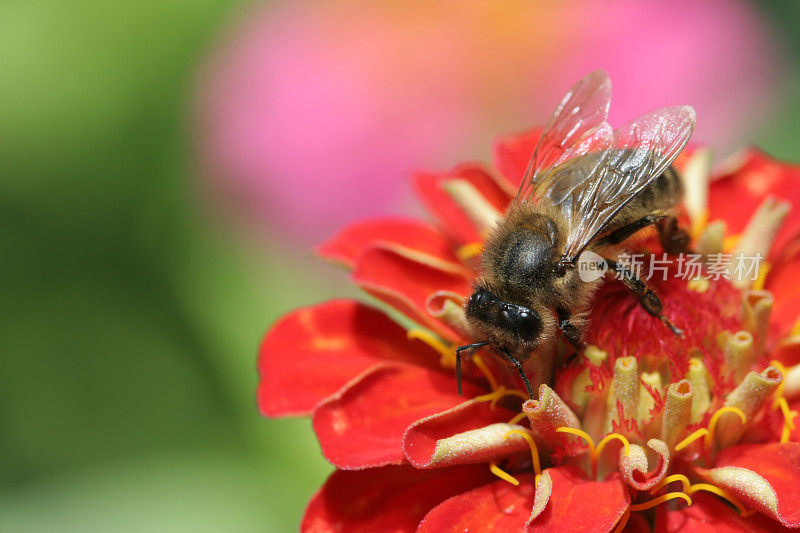 蜜蜂和红花