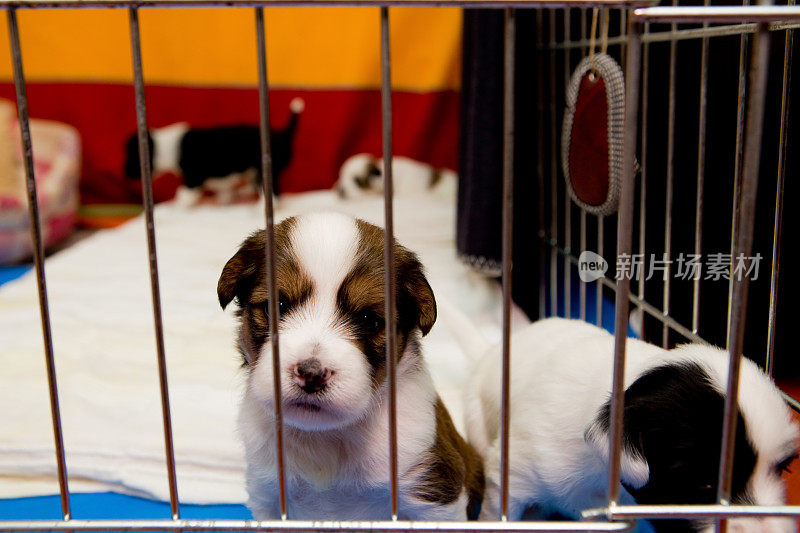 笼子里的藏獒幼犬