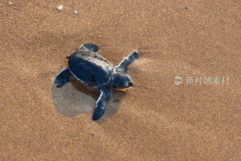 刚出生的红海龟在金色的沙滩上爬行