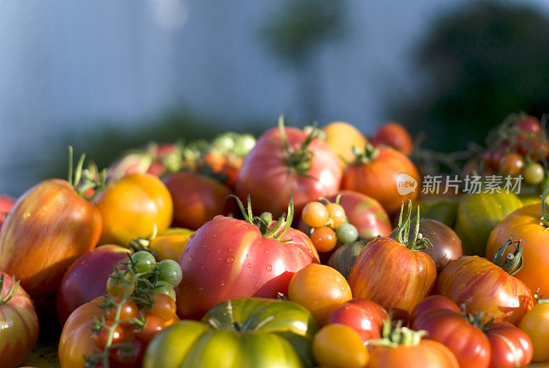 有机自产农产品背景;传家宝番茄和花园新鲜蔬菜