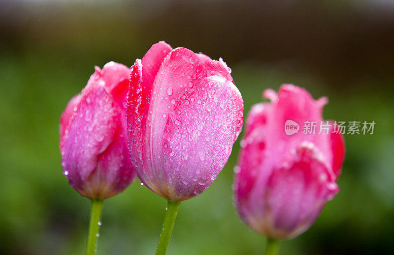 雨滴覆盖粉红色郁金香