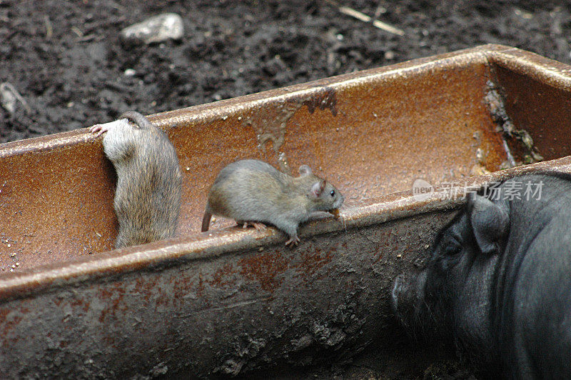 老鼠在地上的食槽里寻找食物