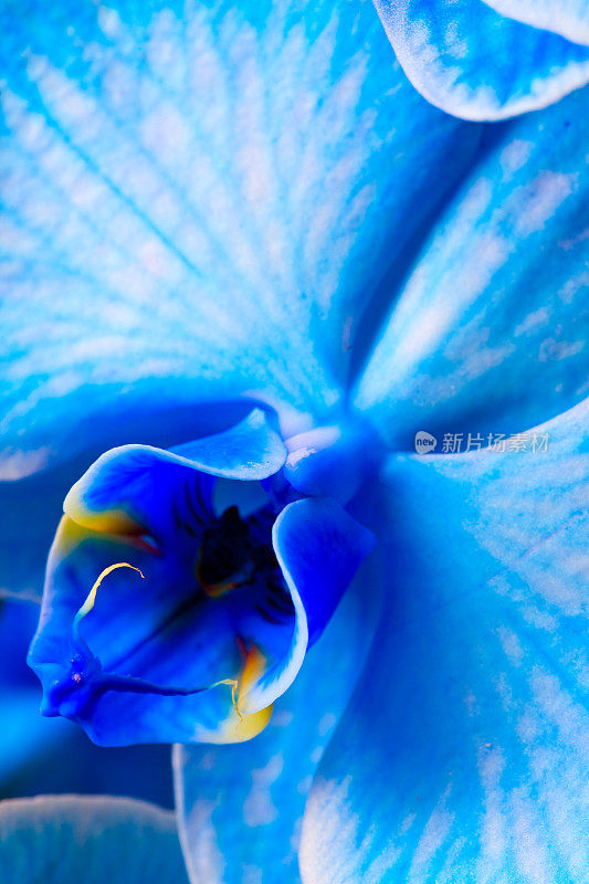 蓝色的兰花