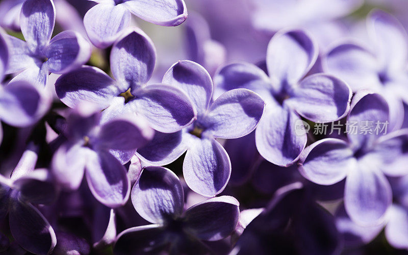 紫丁香(丁香)